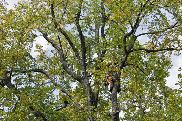 Trusted Upper Nyack, NY Tree Services Experts